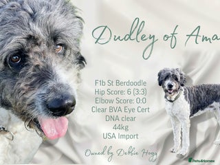 Saint Bernard dogs - Advert 4