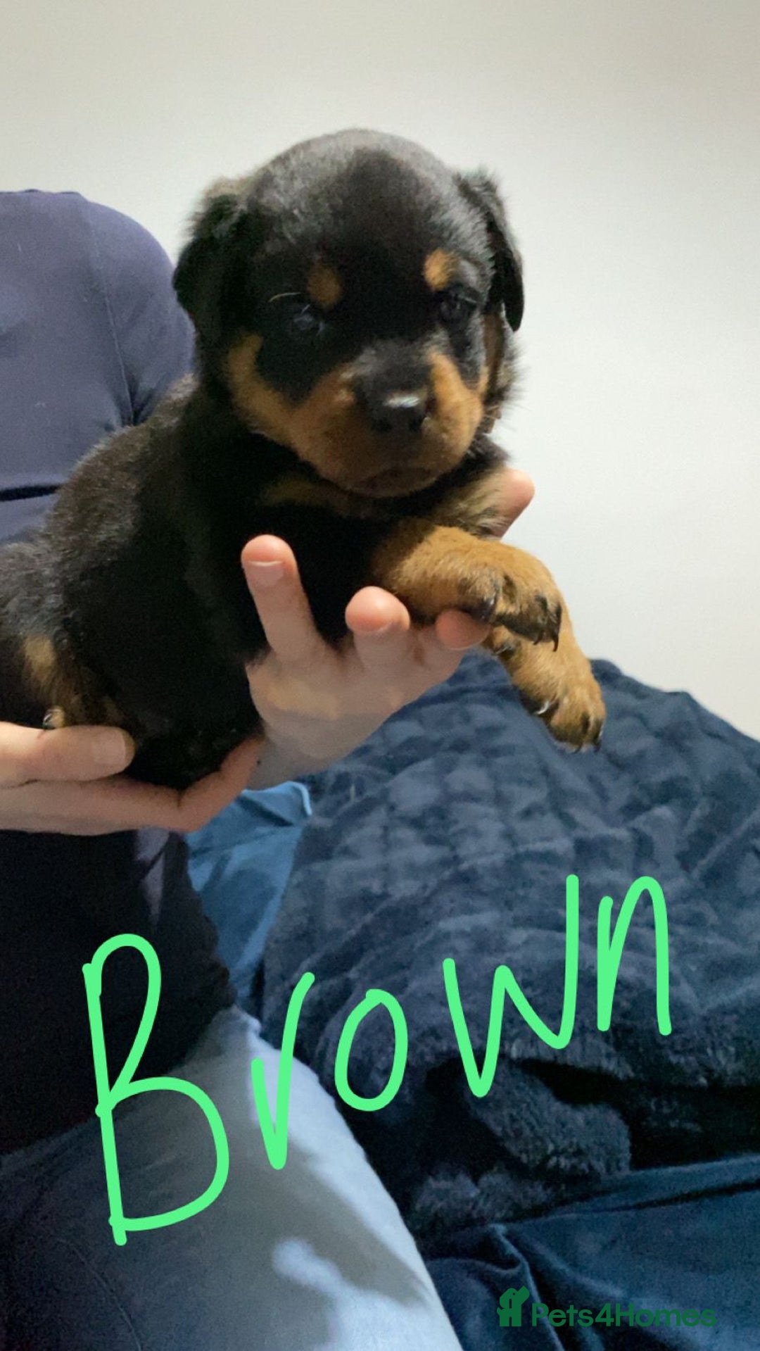 Rottweiler dogs for sale: Kc reg stunning rottweiler puppies - Advert 12