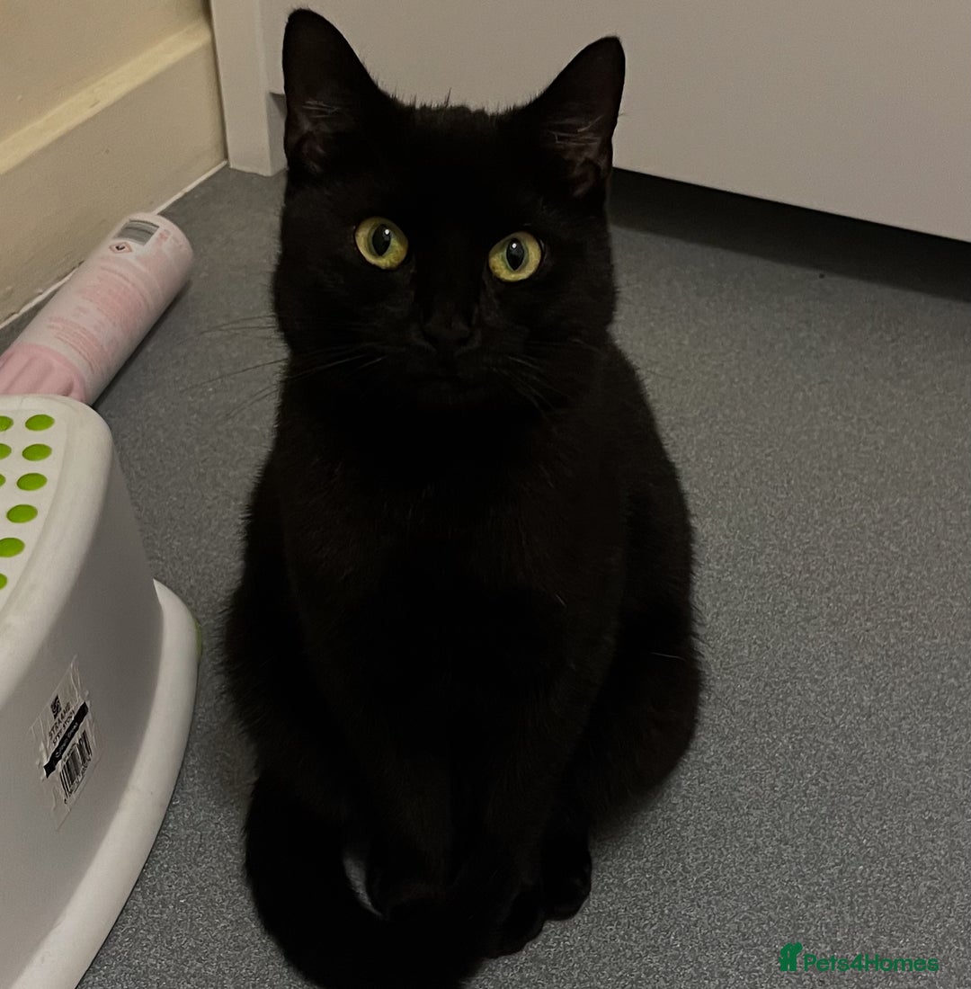 Domestic Shorthair cats for sale: Beautiful female cat requires home - Advert 1