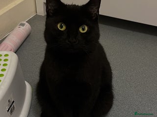 Domestic Shorthair cats Beautiful female cat requires home - Advert 11