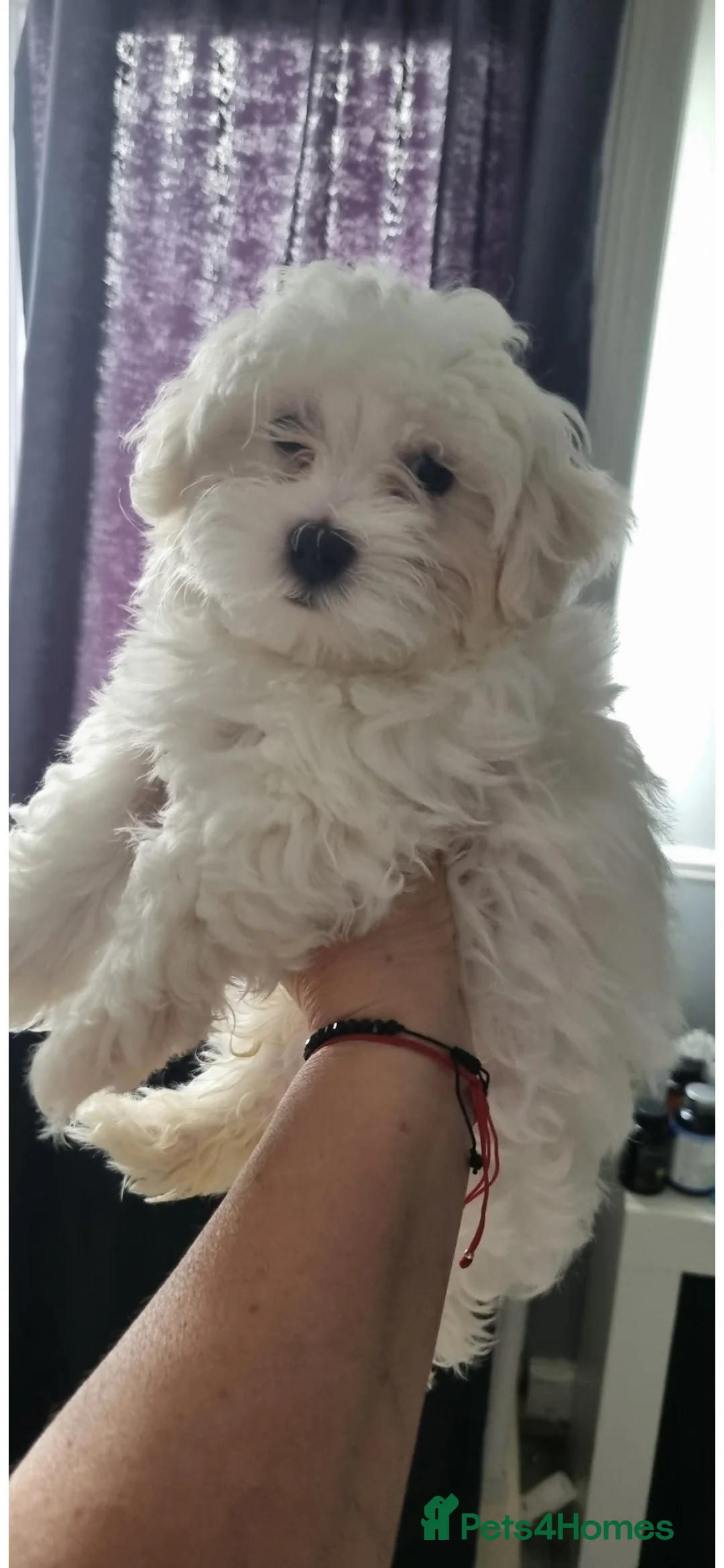 Maltese dogs for sale: Maltese puppies(3 month now) - Advert 2
