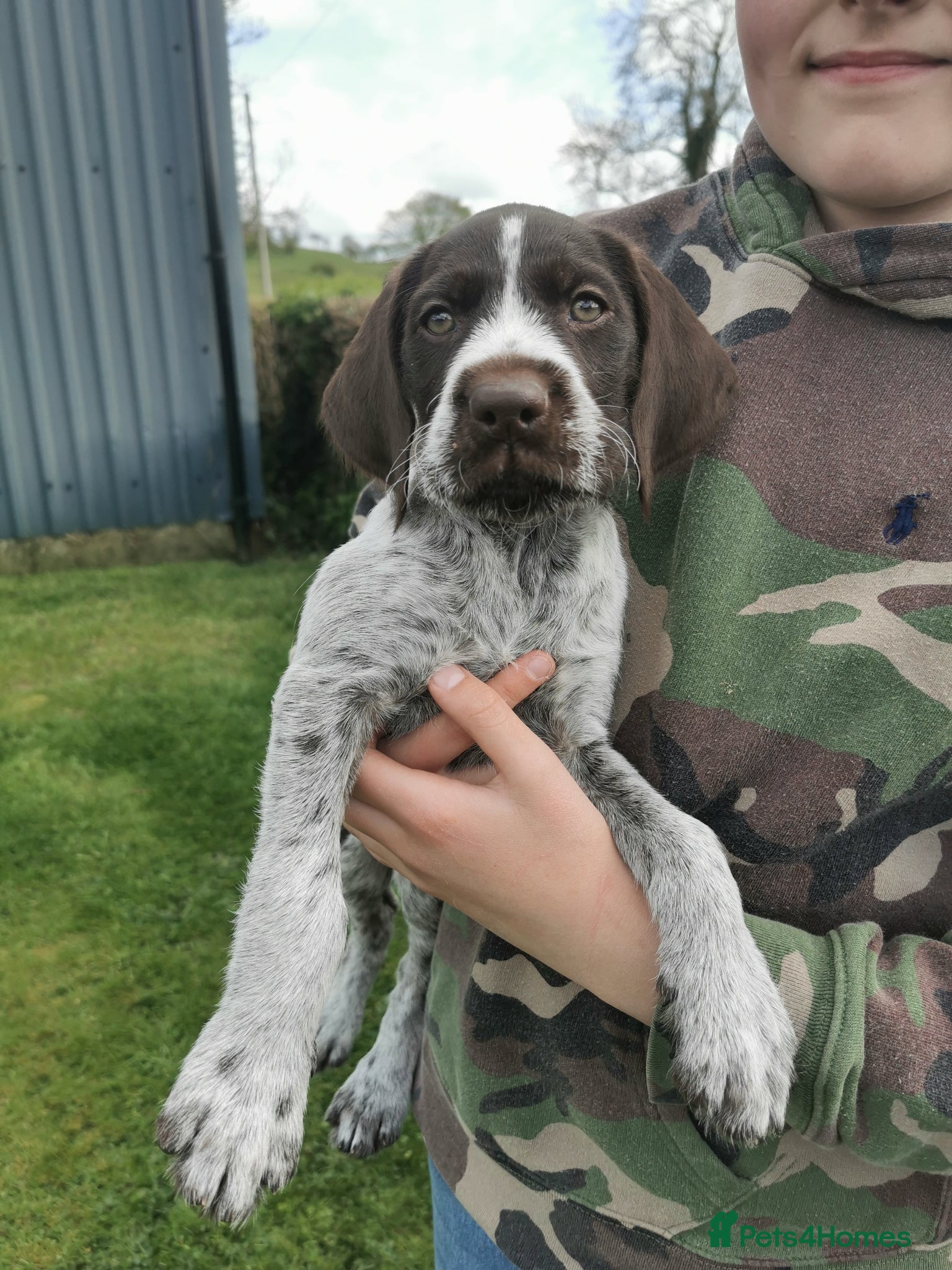 German Wirehaired Pointer dogs Ready now 1 x Kc german wirehaired pointers  - Advert 2