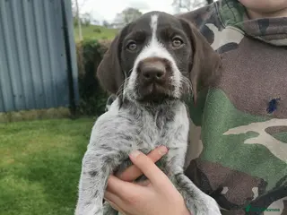 German Wirehaired Pointer dogs Ready now 1 x Kc german wirehaired pointers - Advert 3