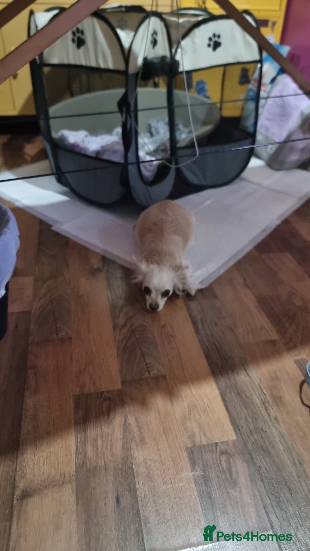 Chihuahua dogs for sale: Long haird Chihuahua puppies  - Image 5
