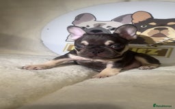 French Bulldog dogs for sale: French Bulldog puppies for sale - Image 17