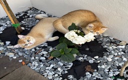 British Shorthair cats for sale:  Golden British Shorthair kittens  in London - Image 16