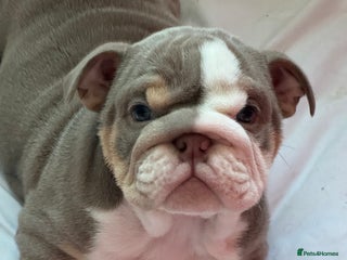 English Bulldog dogs English bulldogs - Advert 7