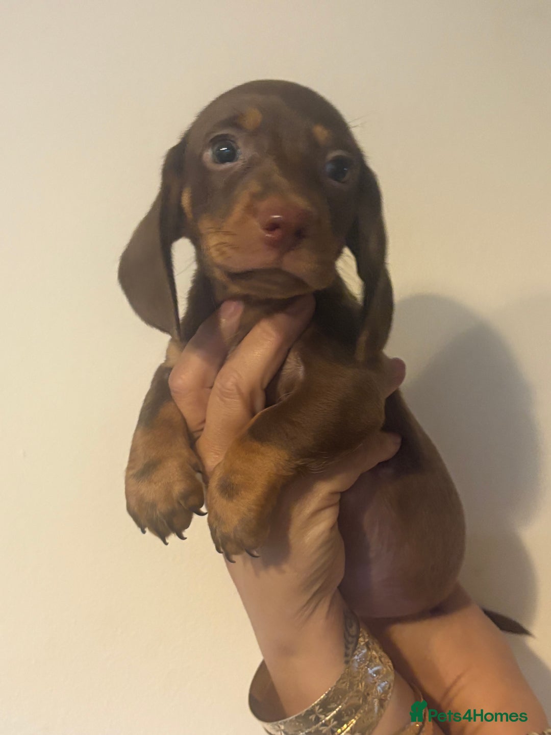 Dachshund dogs for sale: Miniature chocolate dachshund  - Image 2