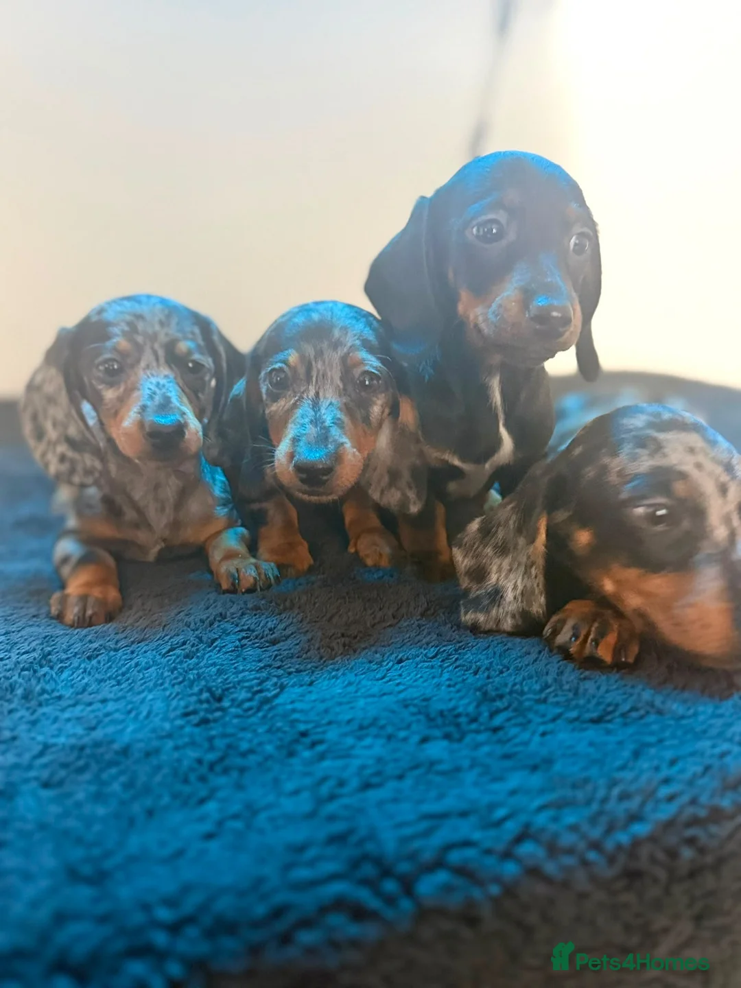 Dachshund dogs for sale: Ready to go  - Advert 1