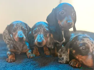 Dachshund dogs Ready to go - Advert 4