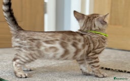 Bengal cats for sale: 💚Marvellous Mink💚 Male Bengal TICA Reg - Image 11