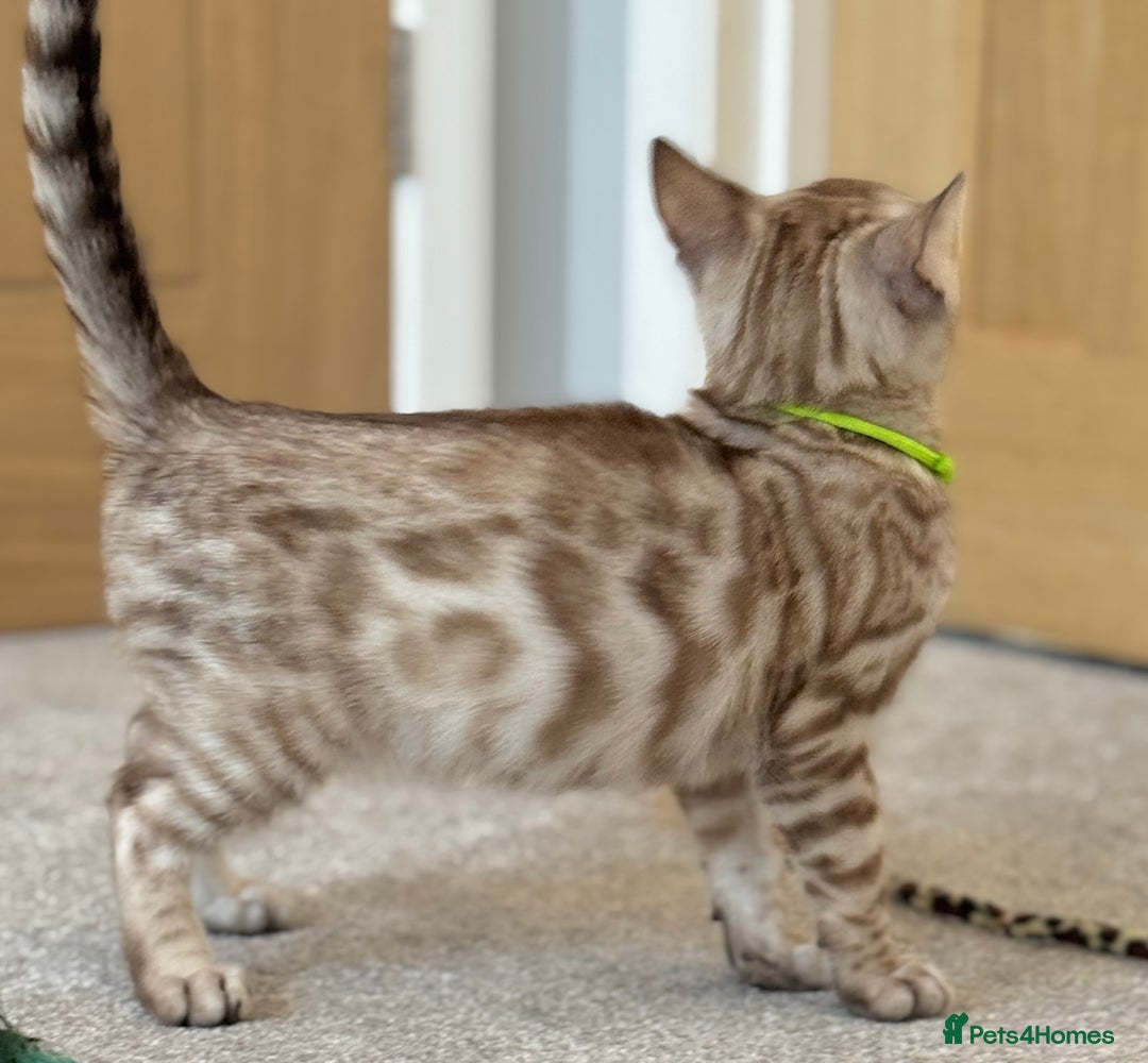 Bengal cats for sale: 💚Marvellous Mink💚 Male Bengal TICA Reg - Image 11