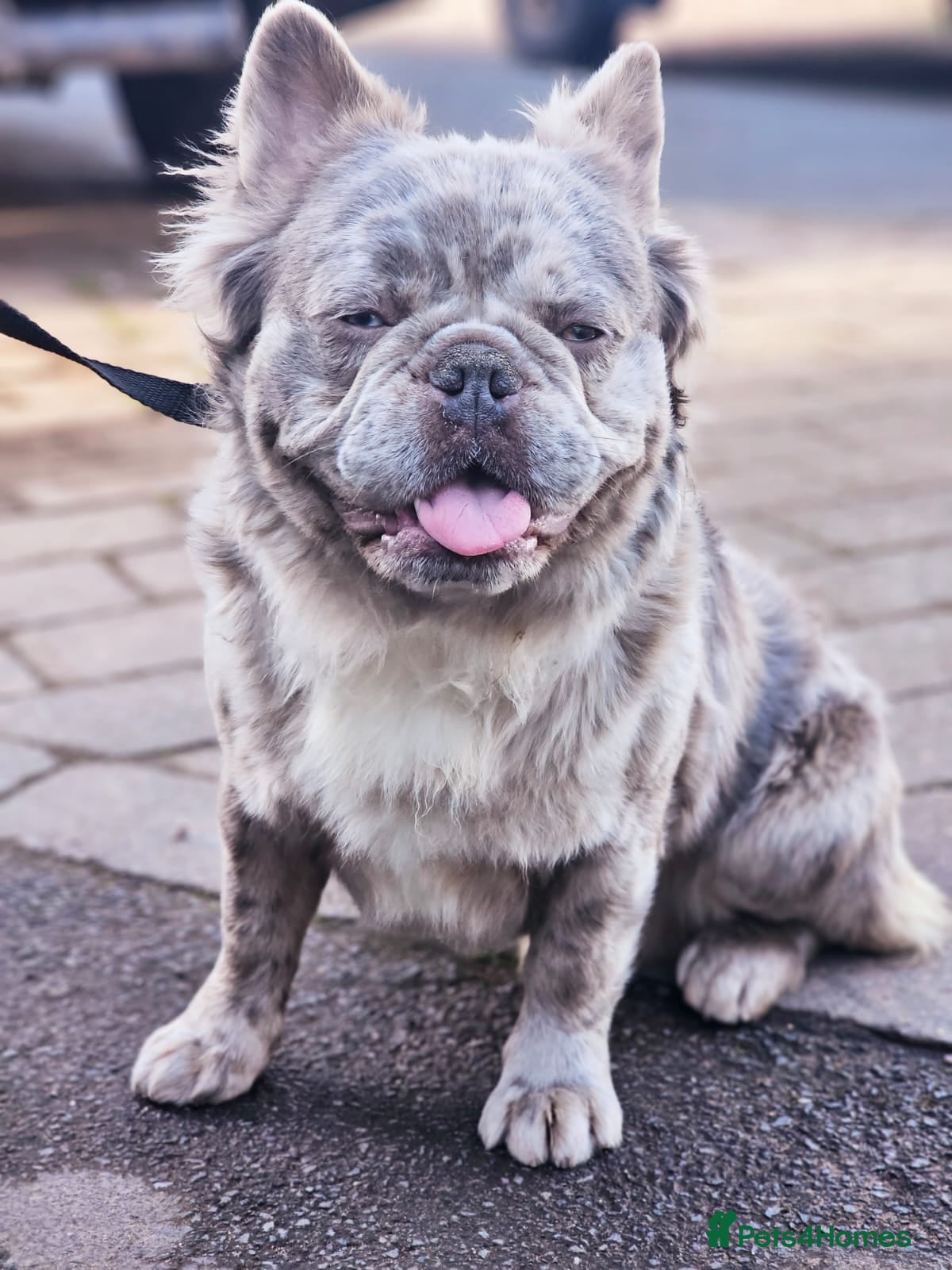 French Bulldog dogs fluffy lilac and tan merle - Advert 7