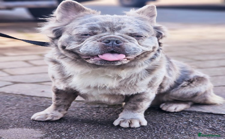 French Bulldog dogs fluffy lilac and tan merle - Advert 1