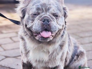 French Bulldog dogs fluffy lilac and tan merle - Advert 1
