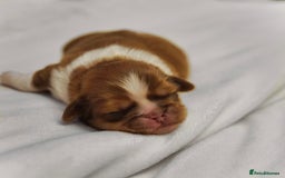 Shih Tzu dogs for sale: Imperial Shihtzu puppies - Image 2