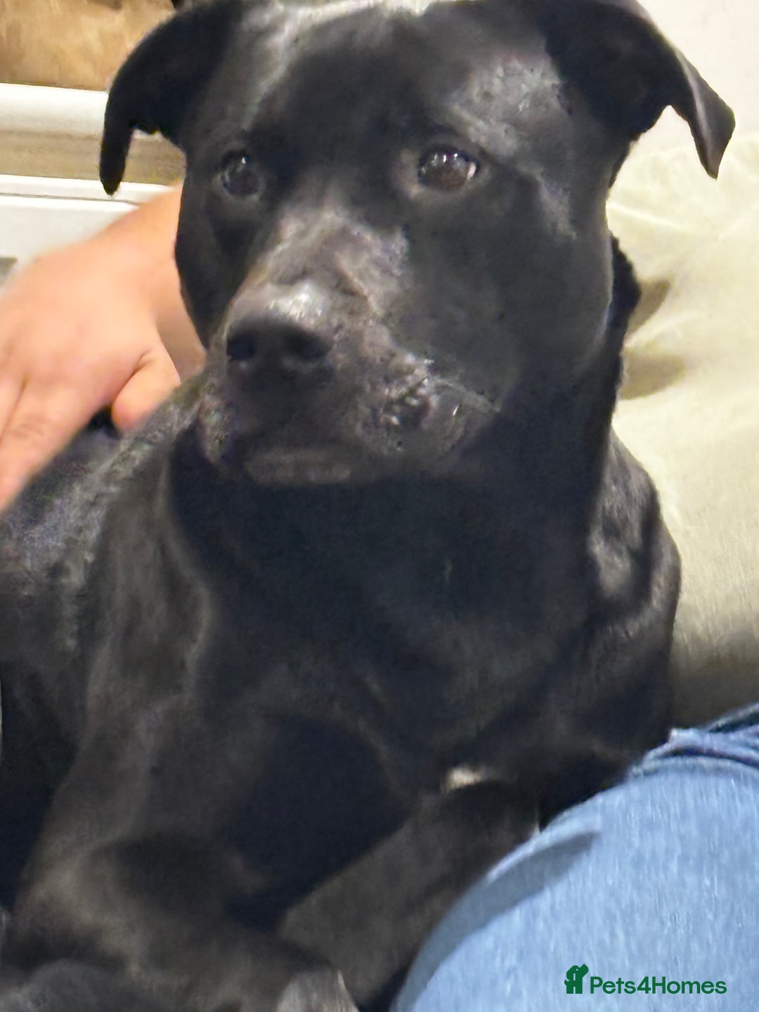 Mixed Breed dogs for sale: Gorgeous Max for rehoming - Advert 4