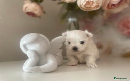Maltese dogs for sale: Tiny Maltese Girl – Kennel Club Reg. - Image 3