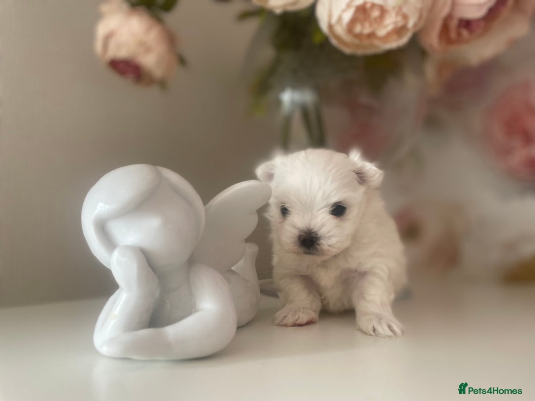 Maltese dogs for sale: Tiny Maltese Girl – Kennel Club Reg. - Image 3