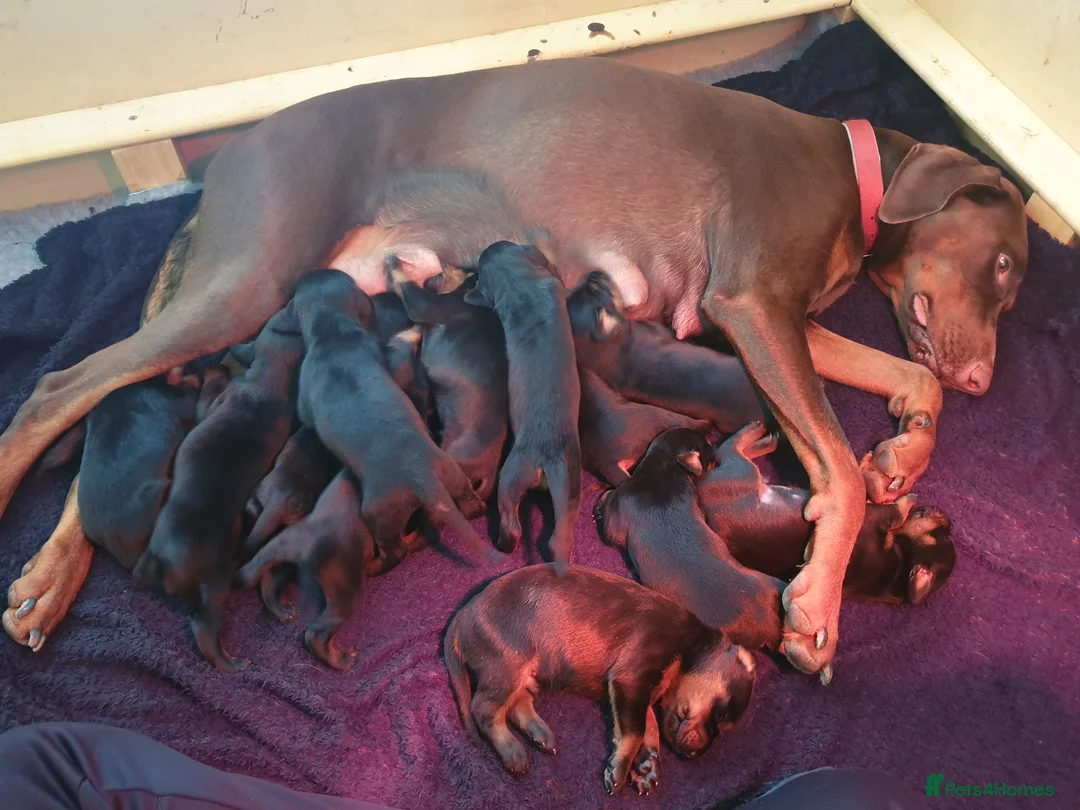 Dobermann dogs for sale: ☆☆ Doberman puppies Top class line ☆☆ - Advert 1
