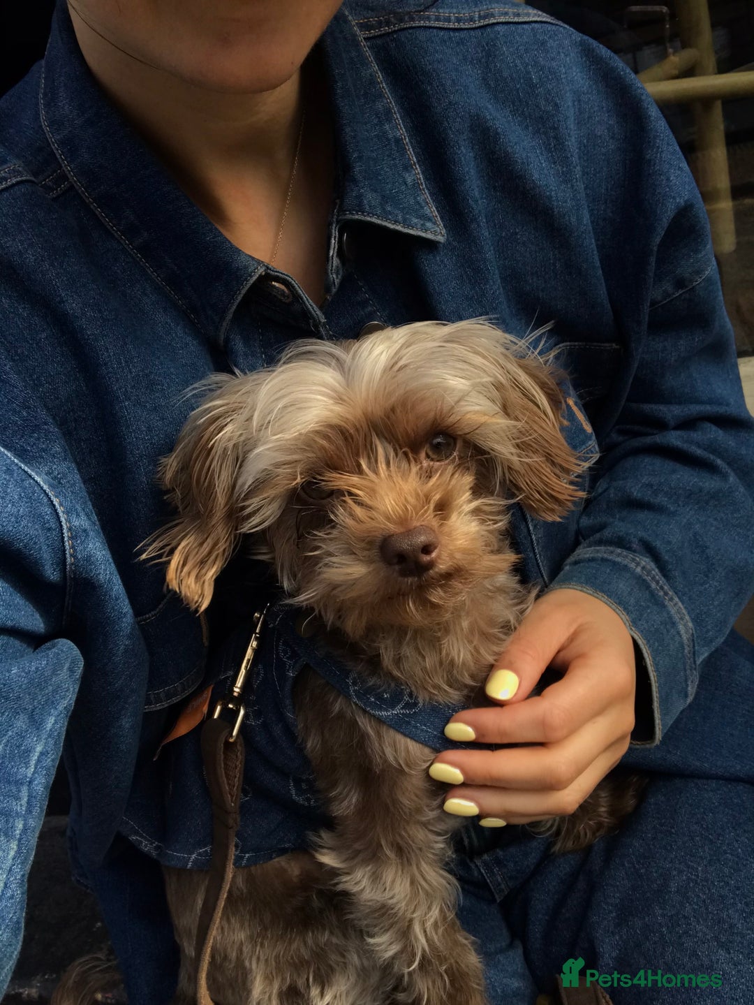 Toy Poodle dogs for stud: PROVEN Toy Poodle X Chihuahua Mix for Stud - Image 6