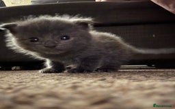 Scottish Fold cats for sale: Scottish fold (half) - Image 1