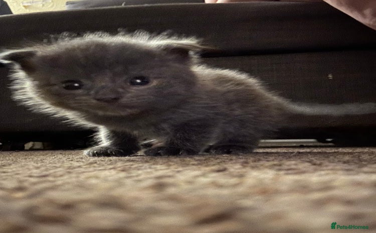 Scottish Fold cats - Advert 2
