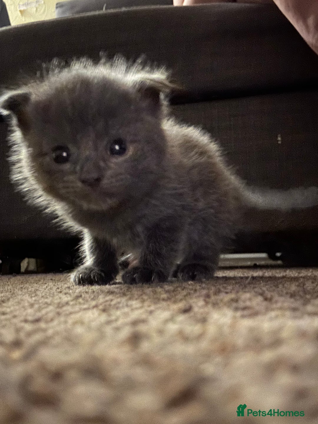 Scottish Fold cats for sale: Scottish fold (half) - Image 1