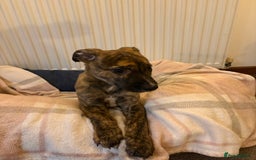 Lurcher dogs for sale: Lurcher puppies - Advert 8