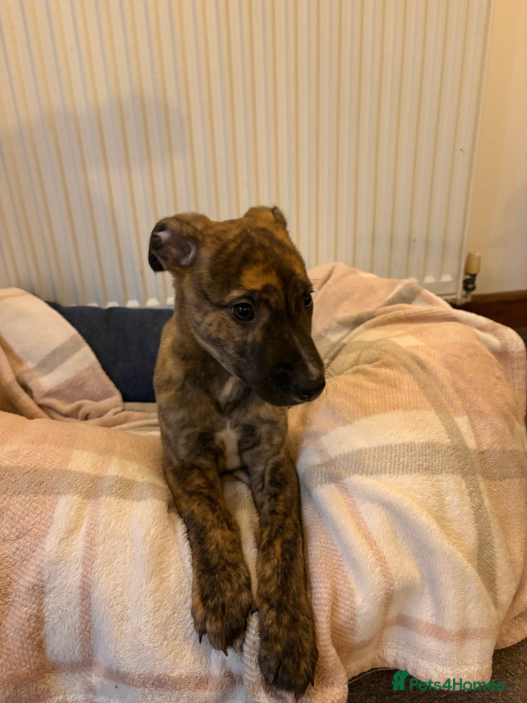 Lurcher dogs for sale: Lurcher puppies - Advert 8