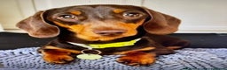 Miniature Dachshund dogs for sale: Stunning tiny KC Miniature Dachshunds - Advert 14