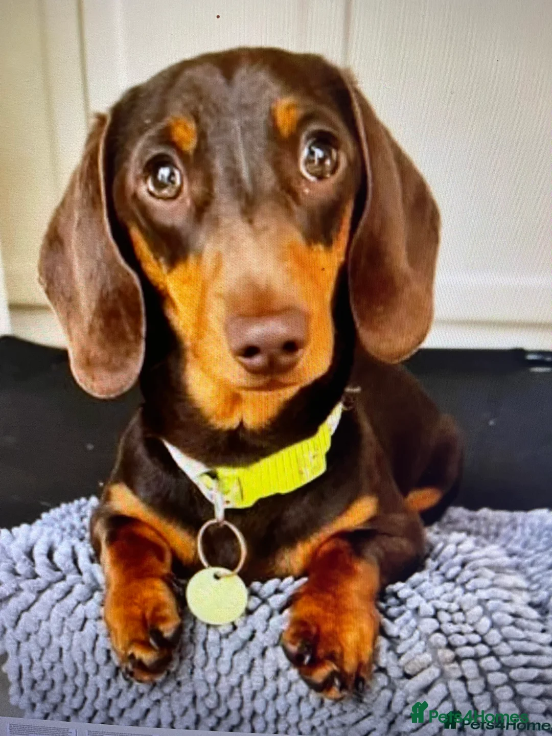 Miniature Dachshund dogs for sale: Stunning tiny KC Miniature Dachshunds - Advert 11