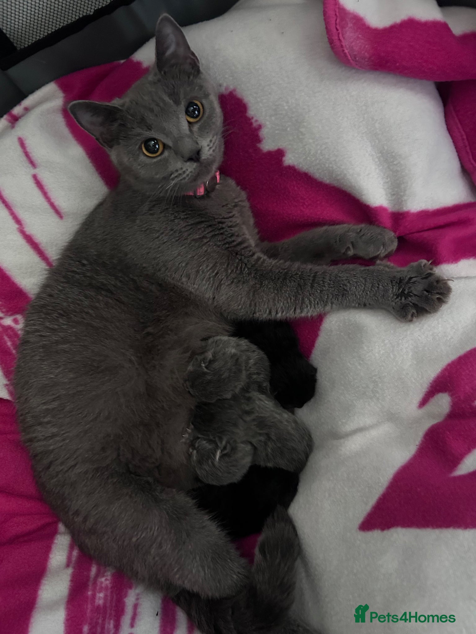 British Shorthair cats for sale: 5 British shorthair kittens  - Advert 32