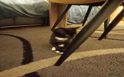 Mixed Breed cats for sale: Amazing kitten's  - Advert 17