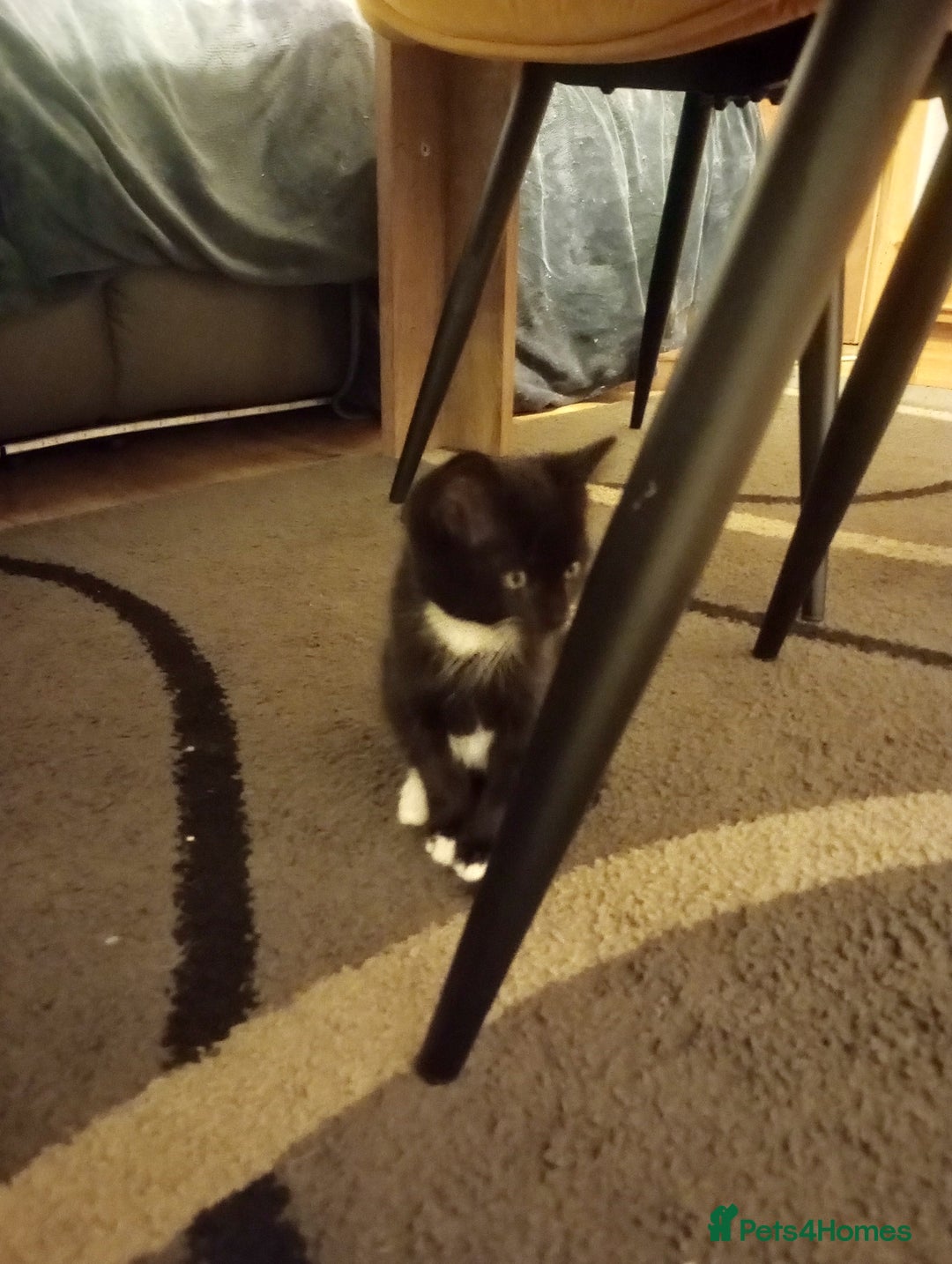 Mixed Breed cats for sale: Amazing kitten's  - Advert 17