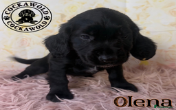 Cocker Spaniel dogs for sale: 🖤 Quality Cocker Spaniels 🖤 Ready Now 🖤 - Image 4