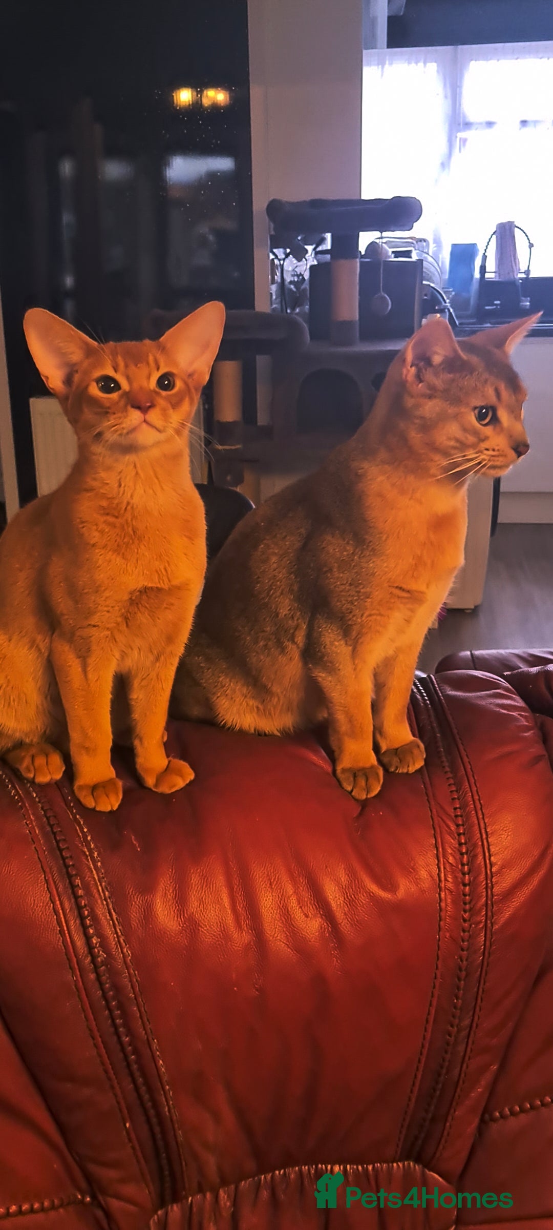 Abyssinian cats for sale: Abisinian kittens  - Image 8
