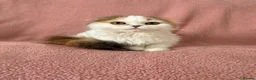 Ragdoll cats for sale: Beautiful Scottish Fold & Ragdoll Doll Mix Kittens - Advert 11