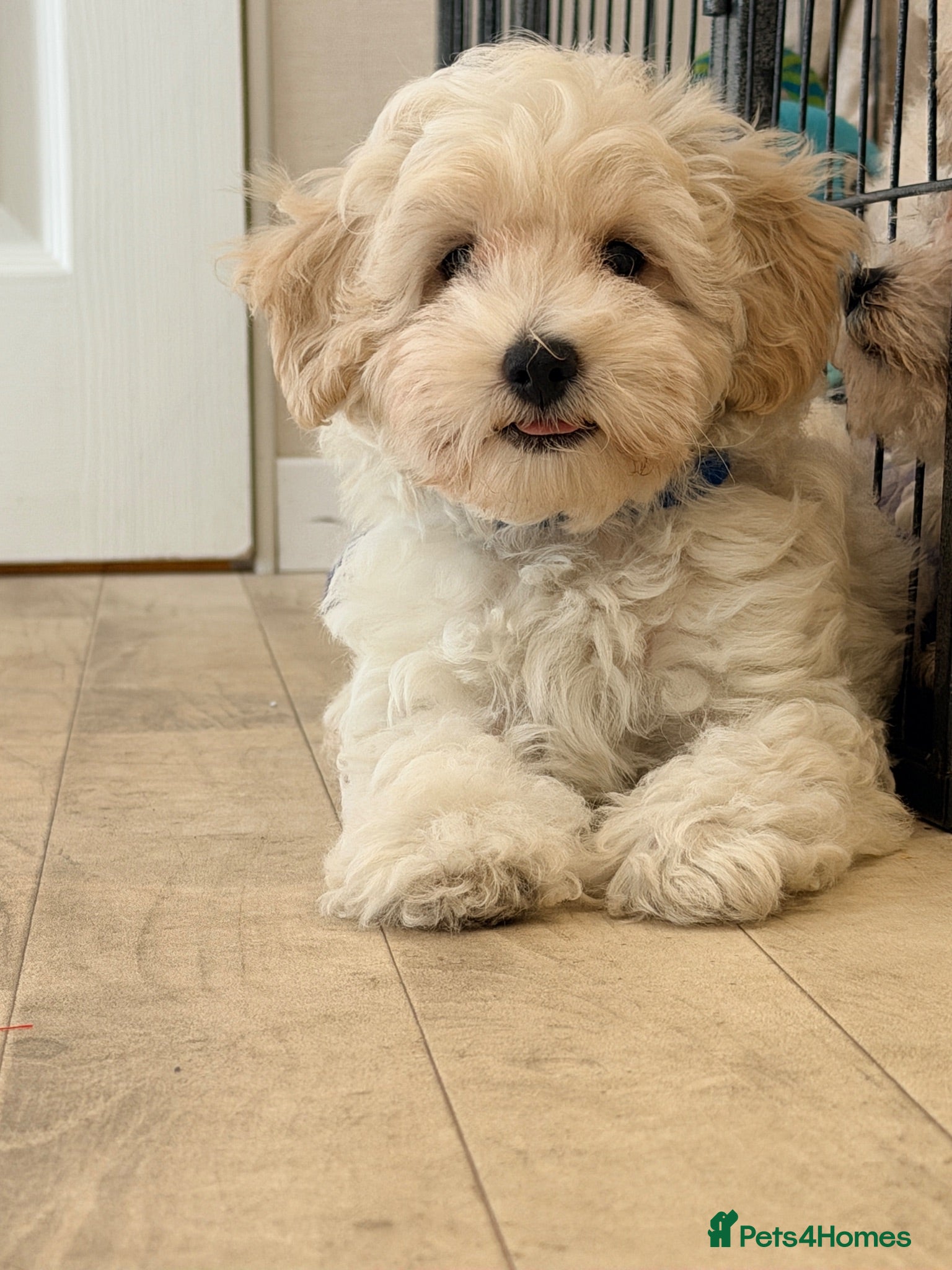 Maltipoo dogs Beautiful heath tested f1 Malitpoo babies  - Advert 1
