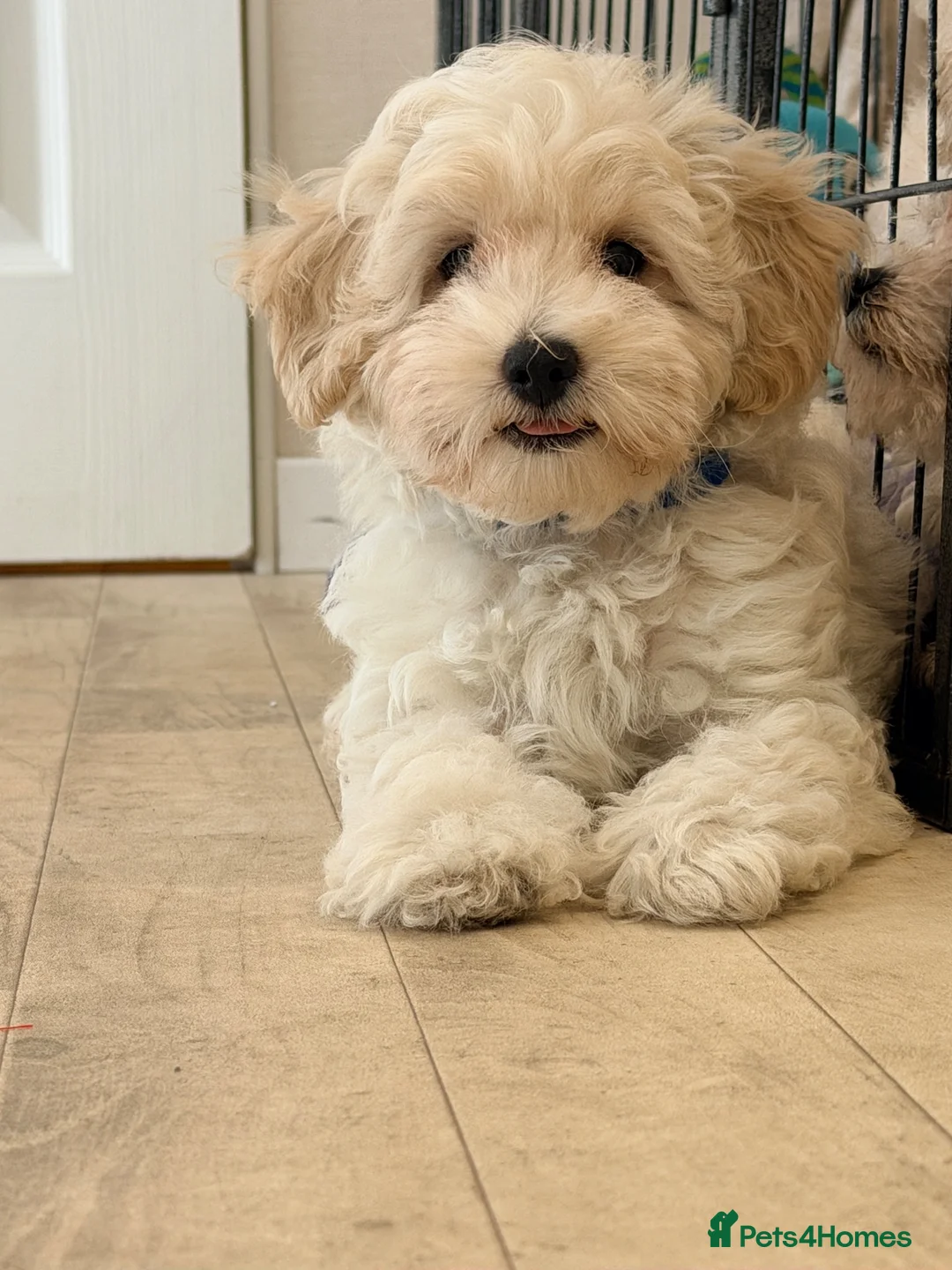 Maltipoo dogs for sale: Beautiful heath tested f1 Malitpoo babies  - Advert 1