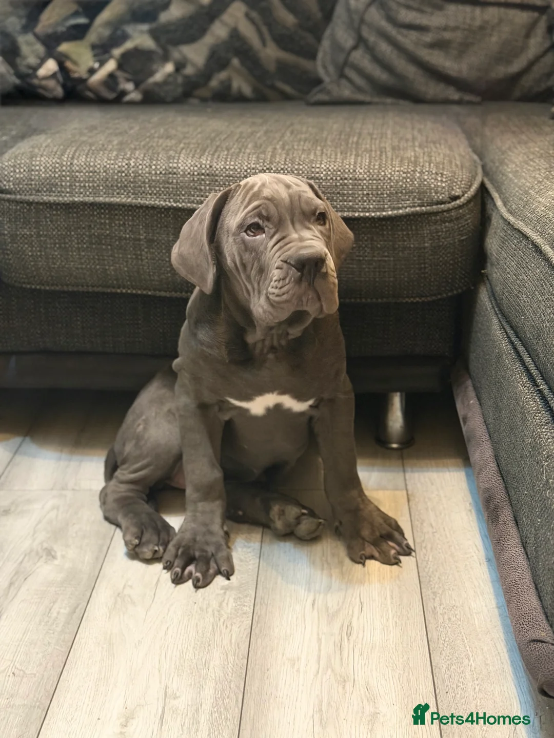 Cane Corso dogs for sale: Imported Bloodline Cane Corso Female Puppy - Advert 1