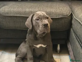 Cane Corso dogs Imported Bloodline Cane Corso Female Puppy - Advert 8