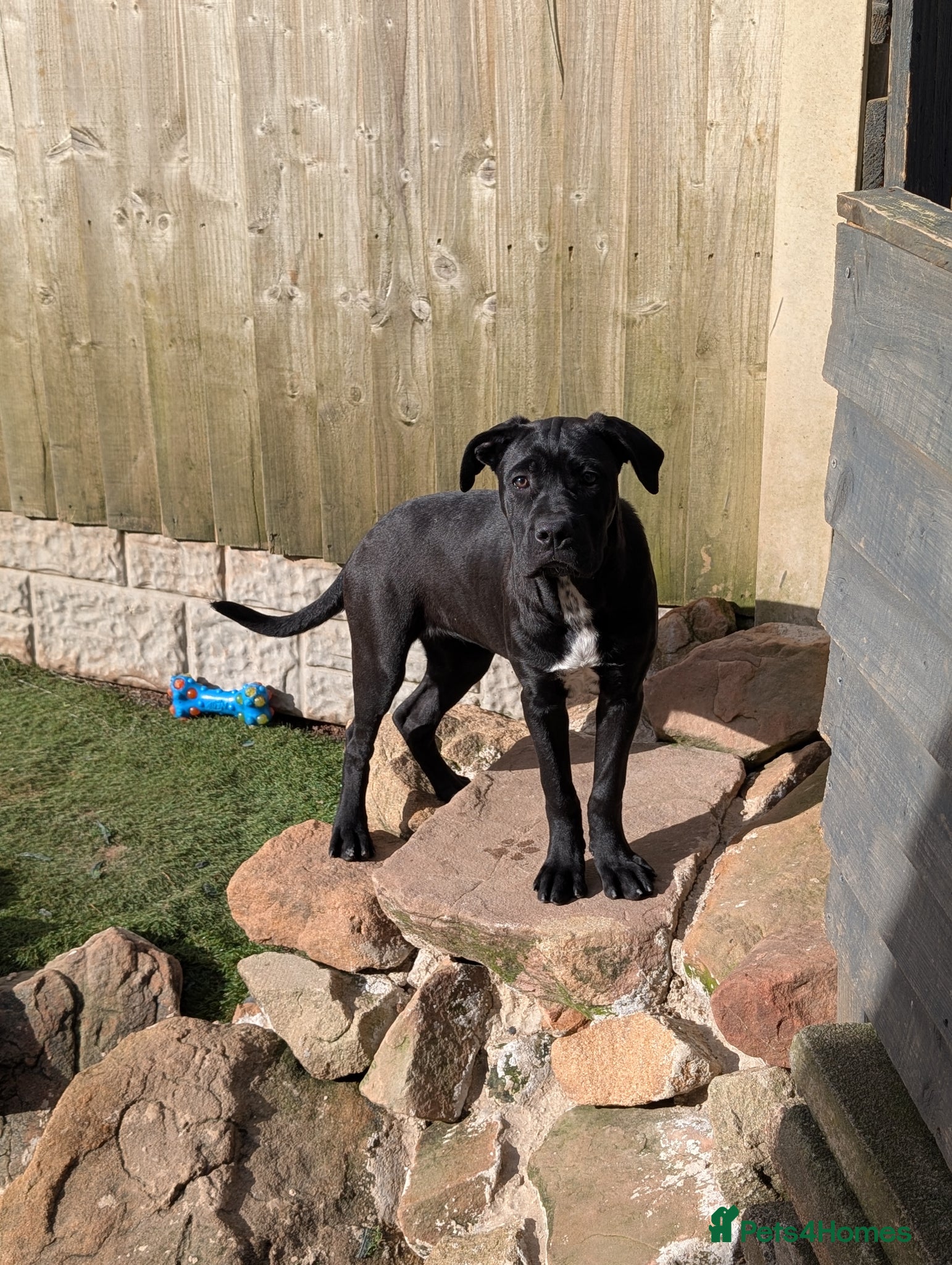 Cane Corso dogs Female cane corso puppy Ready to leave now - Advert 10