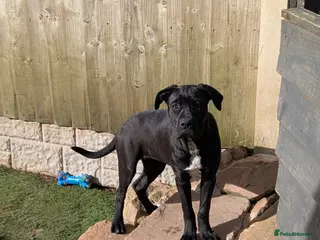 Cane Corso dogs Female cane corso puppy Ready to leave now - Advert 10