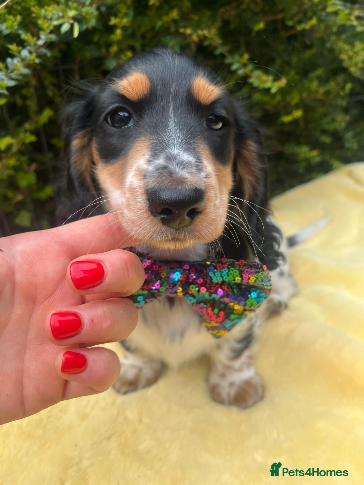 Miniature Dachshund dogs Beautiful KC reg Piebald Dachshunds - Advert 2