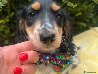 Miniature Dachshund dogs Beautiful KC reg Piebald Dachshunds - Advert 2