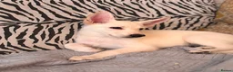 German Shepherd dogs for sale: Beautiful German Shepard Puppies - Advert 10