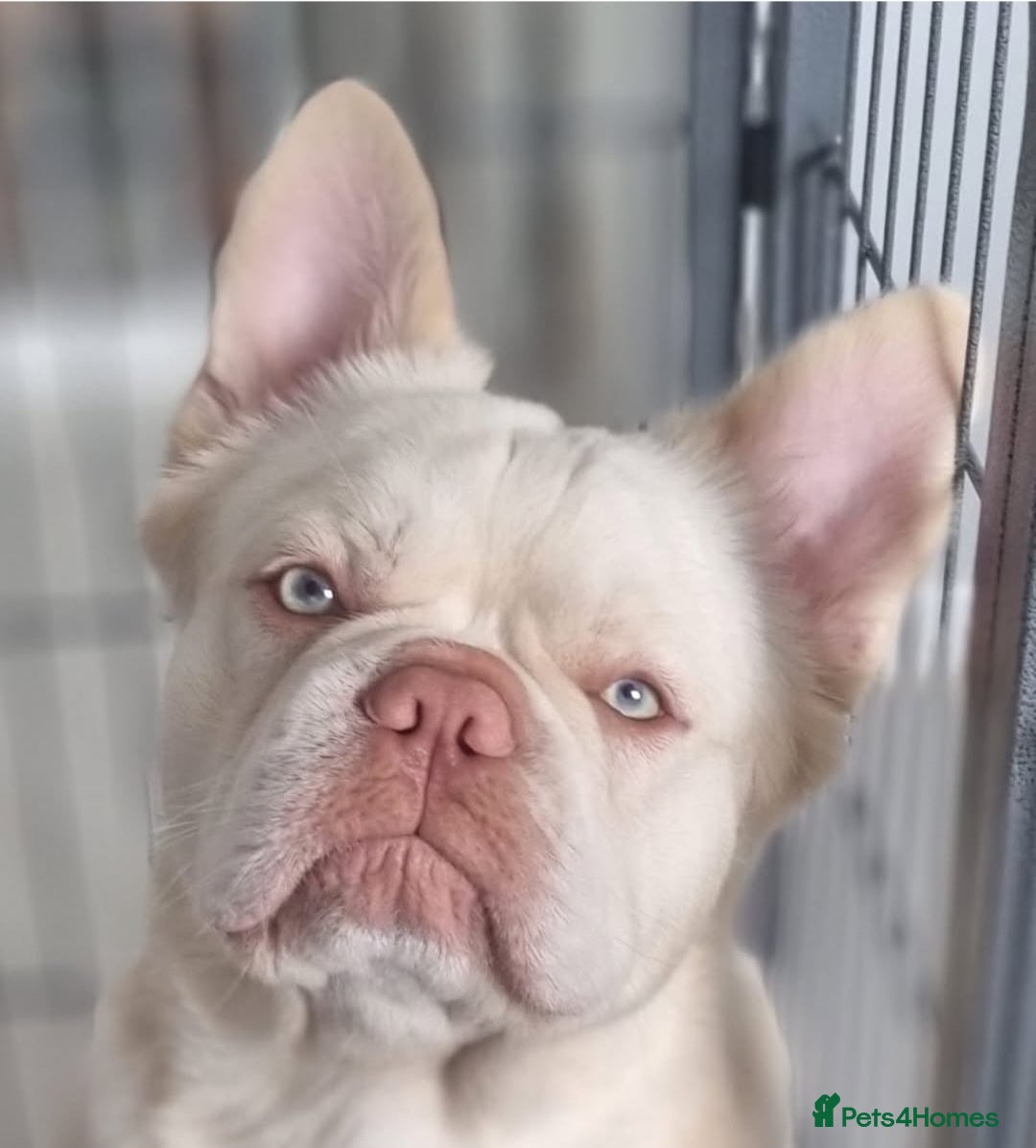 French Bulldog dogs JUNIOR FLUFFY DOUBLE CHOC MERLE WRAPPED IN CREAM  - Advert 14