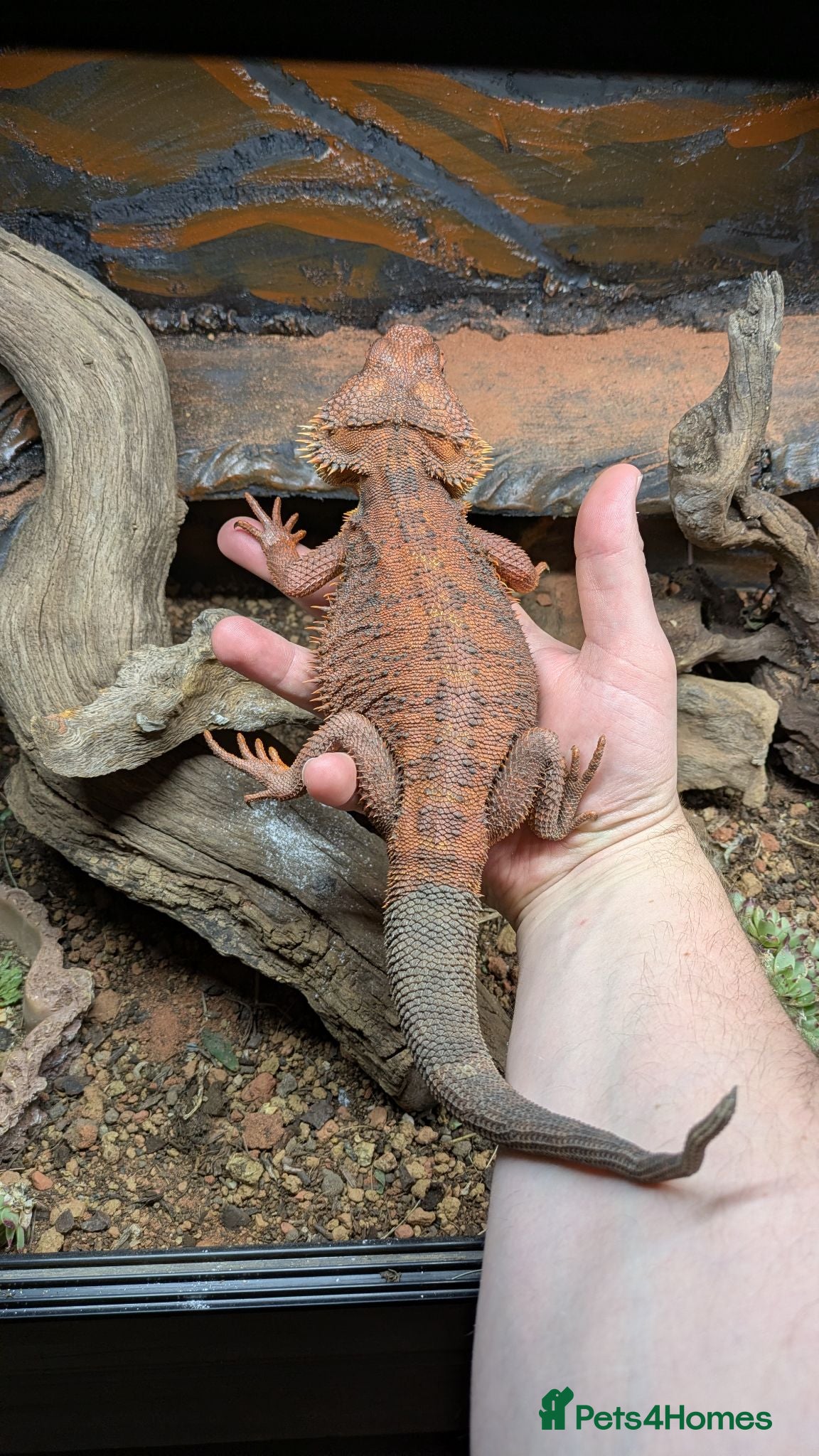 Bearded Dragon reptiles Red Male Bearded Dragon for sale  - Advert 1