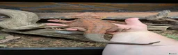 Bearded Dragon reptiles for sale: Red Male Bearded Dragon for sale  - Advert 1